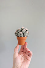 Load image into Gallery viewer, Macrame 3D Succulent Pattern