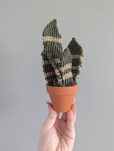 Load image into Gallery viewer, Macrame Snake Plant Pattern / Kit