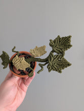 Load image into Gallery viewer, Macrame Ivy Plant Pattern / Kit