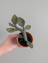 Load image into Gallery viewer, Macrame Pothos Plant Pattern / Kit
