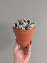 Load image into Gallery viewer, Macrame Large 3D Succulent Pattern