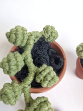 Load image into Gallery viewer, Macrame Succulent String of Pearls in Pot Sculpture String Theories Fiber Design