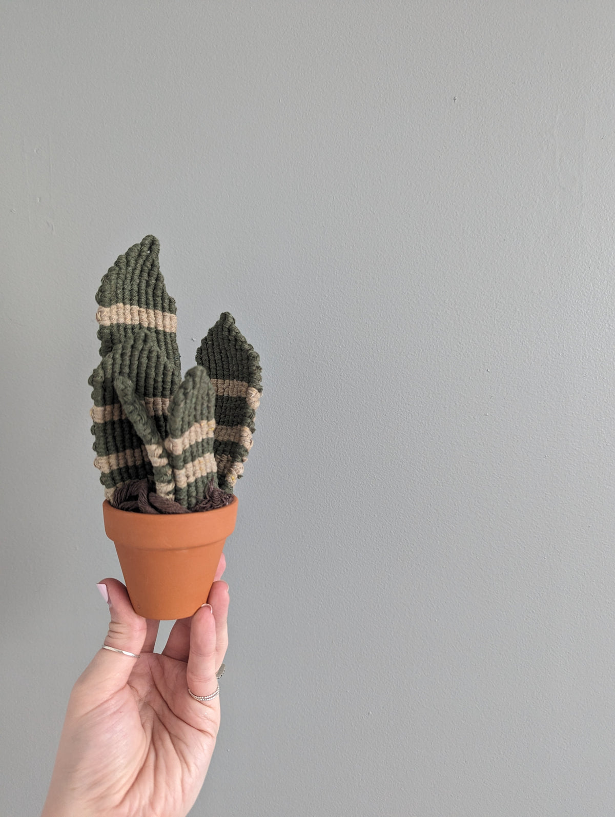 Macrame Snake Plant Pattern / Kit