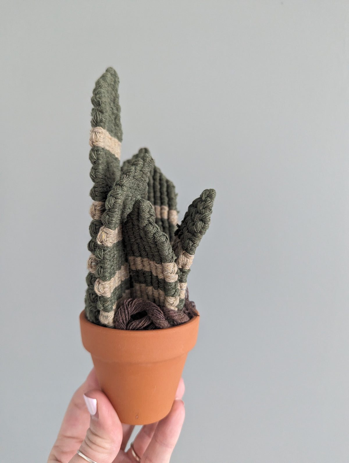 Macrame Snake Plant Pattern / Kit