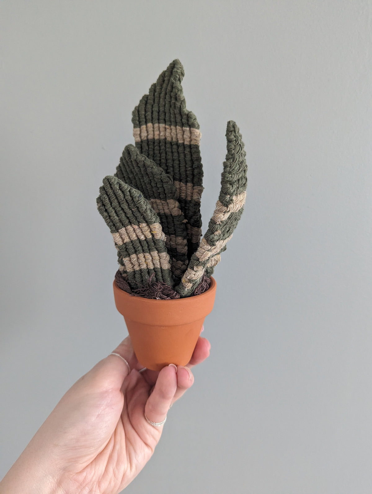 Macrame Snake Plant Pattern / Kit