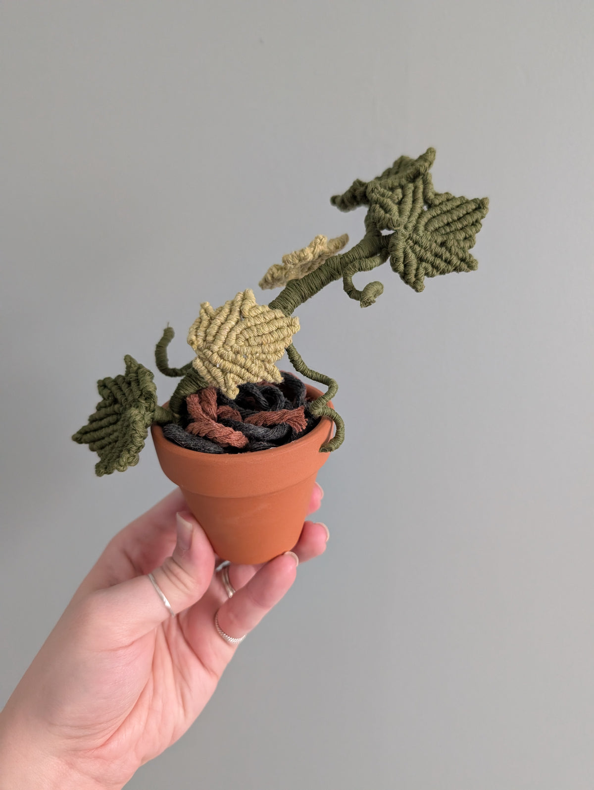 Macrame Ivy Plant Pattern / Kit