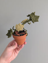 Load image into Gallery viewer, Macrame Ivy Plant Pattern / Kit
