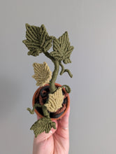 Load image into Gallery viewer, Macrame Ivy Plant Pattern / Kit
