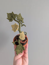 Load image into Gallery viewer, Macrame Ivy Plant Pattern / Kit
