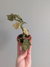 Load image into Gallery viewer, Macrame Ivy Plant Pattern / Kit

