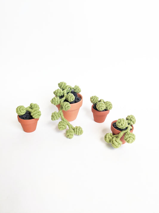 Macrame Succulent String of Pearls in Pot Sculpture String Theories Fiber Design