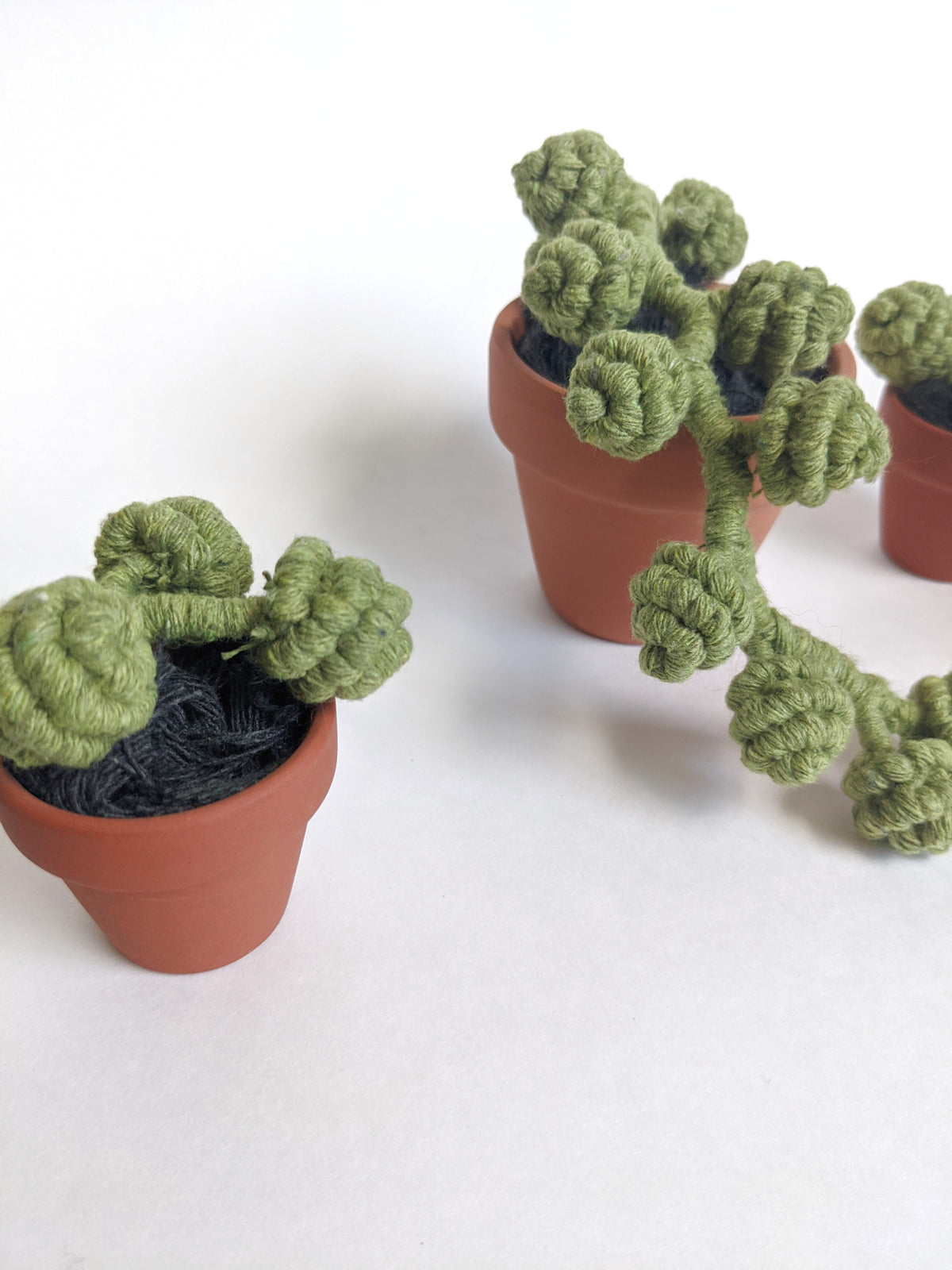 Macrame Succulent String of Pearls in Pot Sculpture String Theories Fiber Design